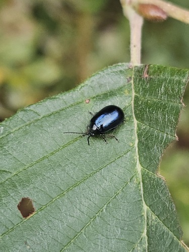 Alder Leaf Beetle