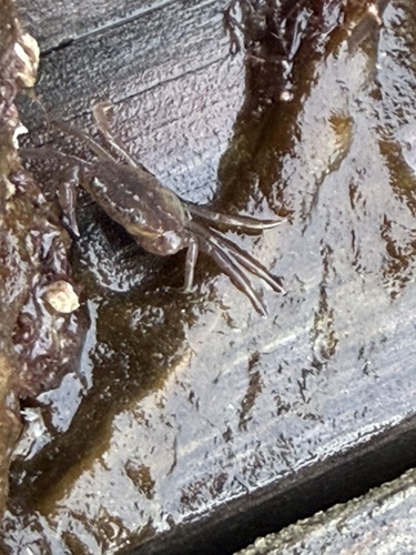Strandkrabba