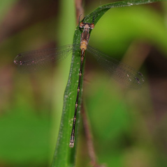 Lestes australis