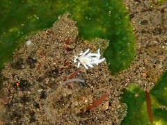 Okenia brunneomaculata