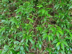 Argophyllum nullumense