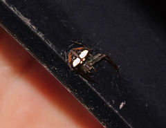 Araneus miniatus