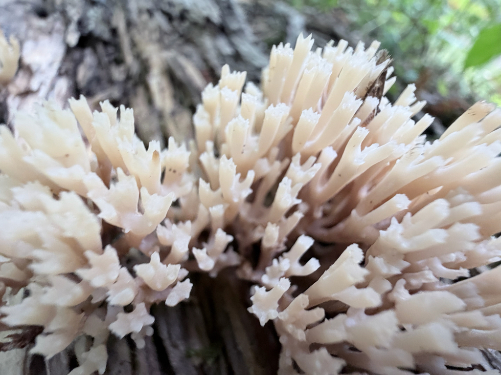 crown-tipped coral fungus · August 2026 · photo: Photo: (c) Erica Tava Johnson, some rights reserved (CC BY) · iNaturalist