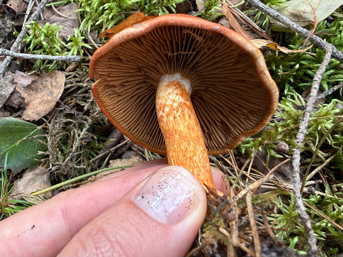 dappled webcap