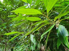 Argophyllum nullumense