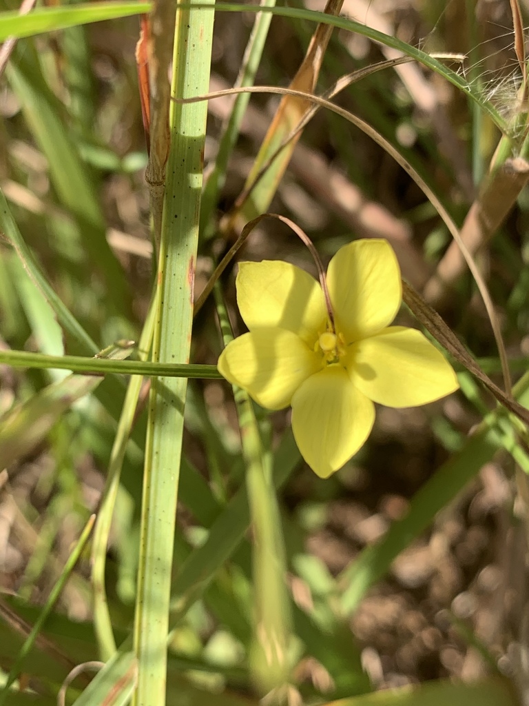 Sebaea erosa