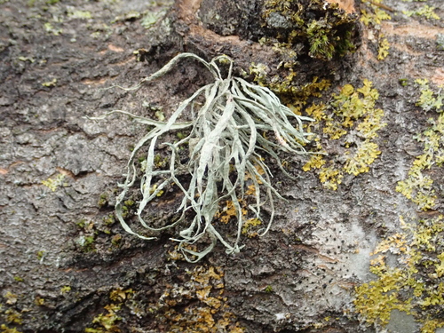 Cartilage Lichen