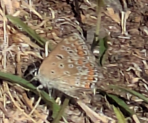 Common Blue