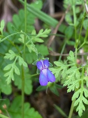 Collinsia parryi