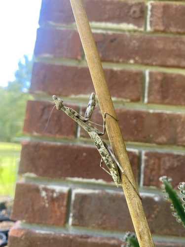 Carolina Mantis