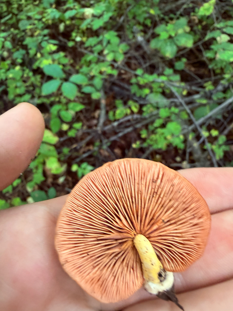 Rhodotus reticeps · August 2026 · photo: Photo: (c) Erica Tava Johnson, some rights reserved (CC BY) · iNaturalist