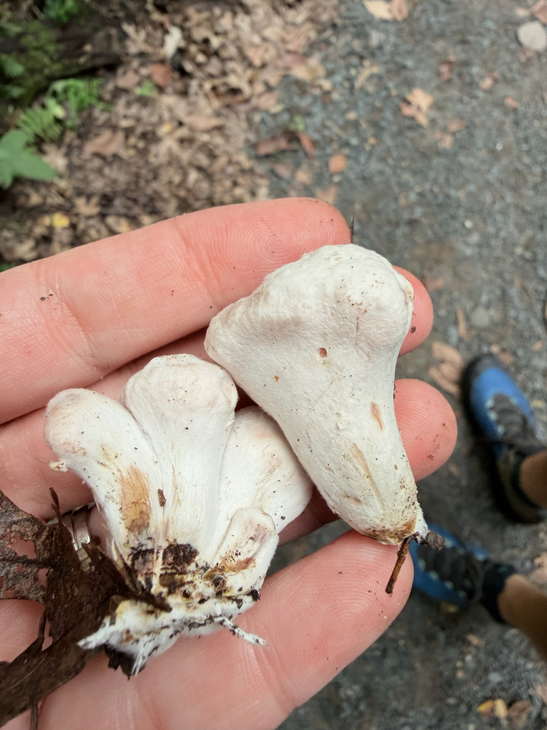 Aborted entoloma · August 2026 · photo: Photo: (c) Erica Tava Johnson, some rights reserved (CC BY) · iNaturalist