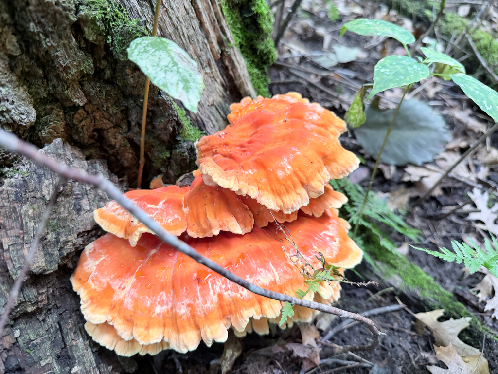 chicken of the woods · August 2026 · photo: Photo: (c) Erica Tava Johnson, some rights reserved (CC BY) · iNaturalist