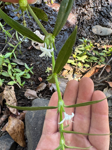 buttonweed