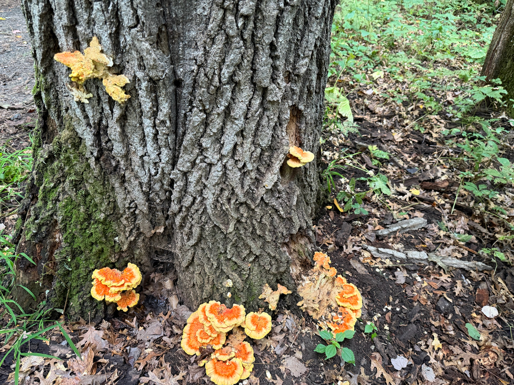 chicken of the woods · August 2026 · photo: Photo: (c) Erica Tava Johnson, some rights reserved (CC BY) · iNaturalist