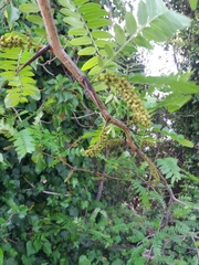 Gleditsia triacanthos
