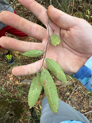 Winged Elm