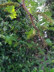 Gleditsia triacanthos