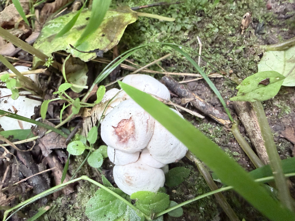 Aborted entoloma · August 2026 · photo: Photo: (c) Erica Tava Johnson, some rights reserved (CC BY) · iNaturalist
