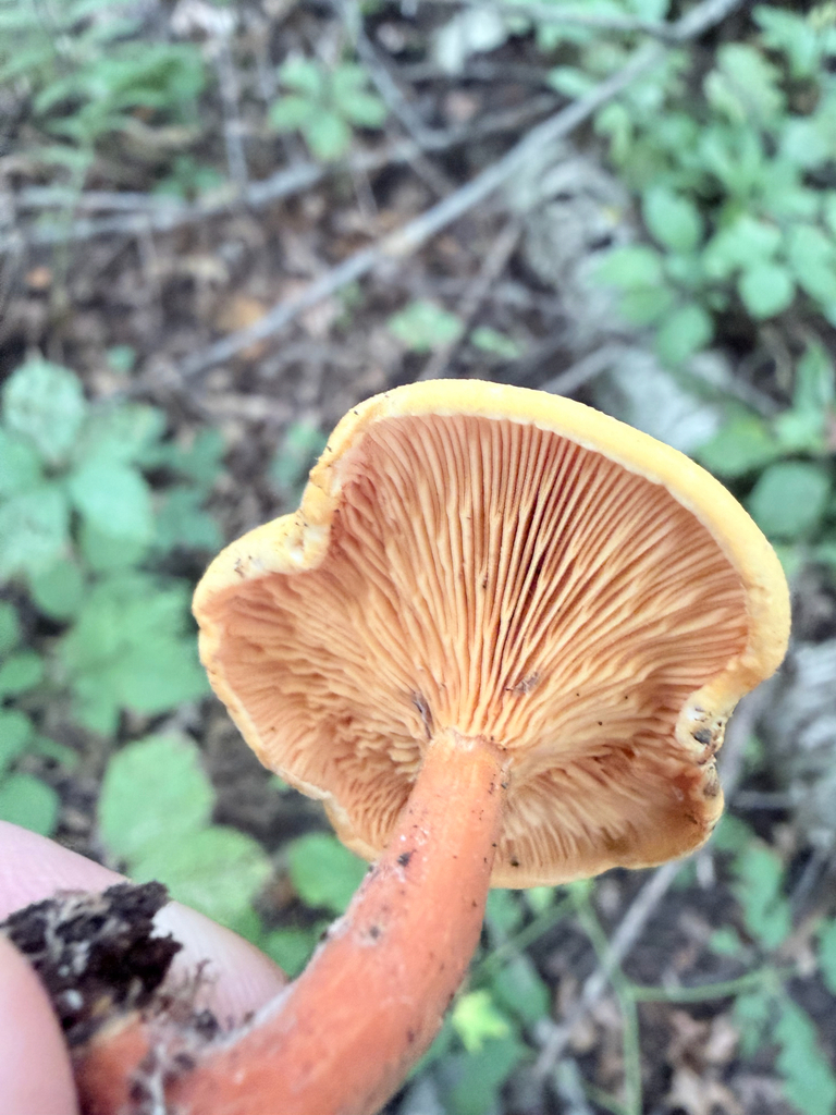 False Chanterelle · August 2026 · photo: Photo: (c) Erica Tava Johnson, some rights reserved (CC BY) · iNaturalist