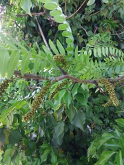 Gleditsia triacanthos