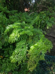 Gleditsia triacanthos