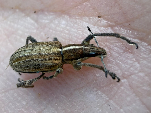 Charagmus gressorius