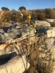 Bulbine cepacea