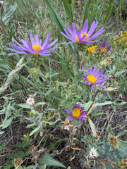Dieteria bigelovii, photograph (c) Jes Gray, some rights reserved (CC BY)
