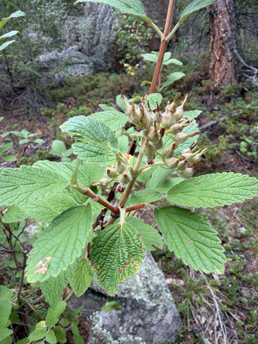Jamesia americana, photograph 4