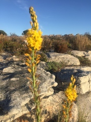 Bulbine cepacea