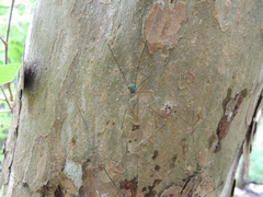 Leiobunum viridorsum