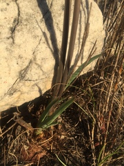 Bulbine cepacea