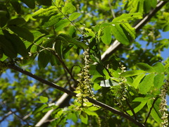 Pterocarya stenoptera