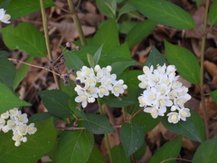 Deutzia parviflora