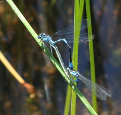 Coenagrion persicum
