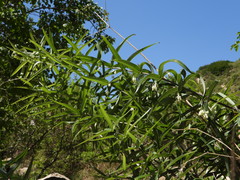 Polygonatum sibiricum