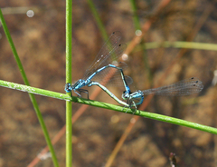 Coenagrion persicum