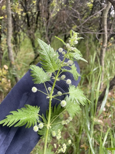 Urtica pilulifera