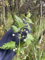 Urtica pilulifera