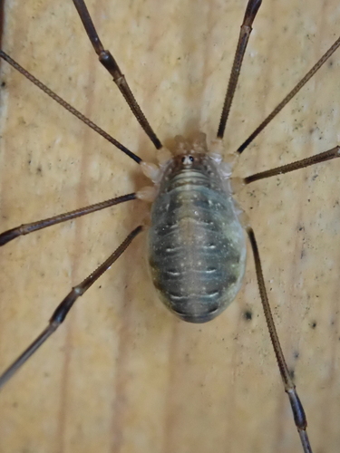Canestrini's Harvestman