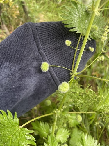 Urtica pilulifera, photograph 2