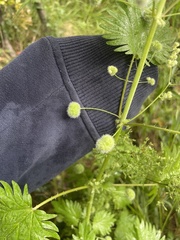 author not stated, no rights reserved Urtica pilulifera, photograph author not stated, no rights reserved