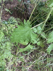 author not stated, no rights reserved Urtica pilulifera, photograph author not stated, no rights reserved