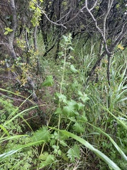 author not stated, no rights reserved Urtica pilulifera, photograph author not stated, no rights reserved