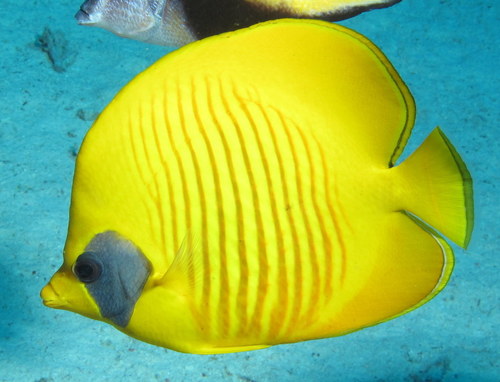 Masked Butterflyfish