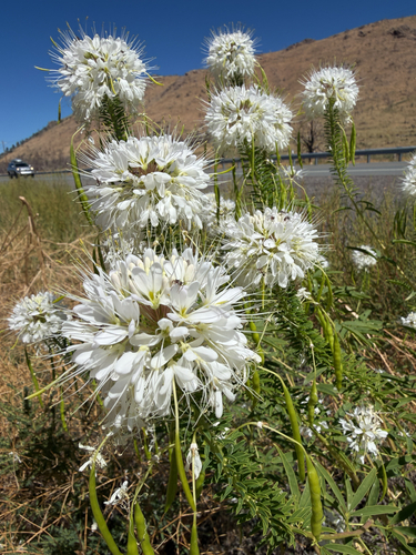 Rocky Mountain Beeplant