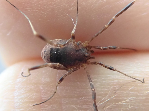 Lacinius ephippiatus