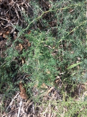 Asparagus acutifolius