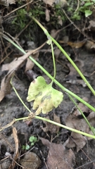 Ranunculus abortivus, photograph (c) Carter Ertel, some rights reserved (CC BY)
